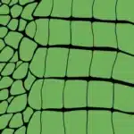 Crocodile